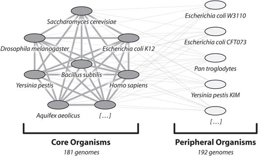 Organisms covered by STRING. STRING currently contains 373 fully sequenced organisms. These are divided into ‘Core Organisms’ and ‘Peripheral Organisms’. The former include all important model organisms for which experimental data are available, as well as selected representatives for cases of redundant genome sequencing (e.g. when several closely related strains of a bacterial species have been sequenced, only one strain is included). The ‘Peripheral Organisms’ form the remainder; they tend to be somewhat redundant, and usually have little more than genomic sequence information annotated. For the core organisms, homology relations and interaction transfers are fully computed, whereas the peripheral organisms are only connected to the core but not among themselves (the graphic shows only a small selection of organisms; lines indicate homology searches and interaction transfers). This architecture allows STRING to encompass all sequenced genomes, while still keeping database size and computation time within reasonable limits.