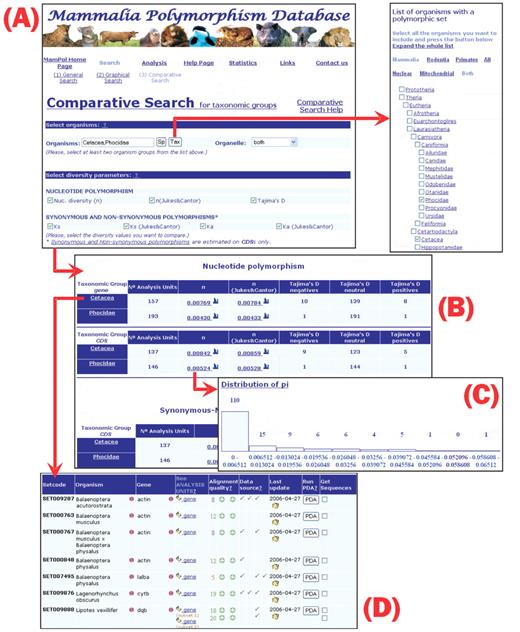 Example of the MamPol interface. We illustrate a comparative search comparing two distinct taxonomic groups: Phocidae and Cetacea. (A) Comparative Search page (with the taxon checking list window where the two taxa are selected). (B) First output page of the comparative query reporting all the analysis units and estimates of diversity for each taxon. (C) Distribution of Pi values for a taxonomic group and gene region. (D) Partial list of all polymorphic sets in the clicked Cetacea group, with its different analysis units.