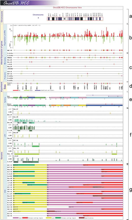 The chromosome view of OncoDB.HCC: (a) indicated the chromosomal region displayed in cytogenetic position; (b) demonstrated the expression intensity of genes along the physical positions of chromosome in terms of patient number by selecting gene expression cut-off value (default value = 1) in re-analyzed Stanford HCC microarray data; (c) showed the microarray/proteomic expression results from references; (d) indicated the positions of genes collected from wet-lab experimental results; (e) revealed the comparative maps and the syntenic regions of mouse and rat HCC QTLs; (f) displayed the LOH frequencies and minimum deletion regions (MDR) in positions of microsatellite markers; and (g) the cytogenetic locations of CGH results. All genes and markers were annotated and hyperlinked against physical maps of genomes in Ensembl. The up-regulated genes and gain/amplified chromosomal regions were displayed in red series color. In contrast, the down-regulated genes and loss/deleted chromosome regions were displayed in green series color.