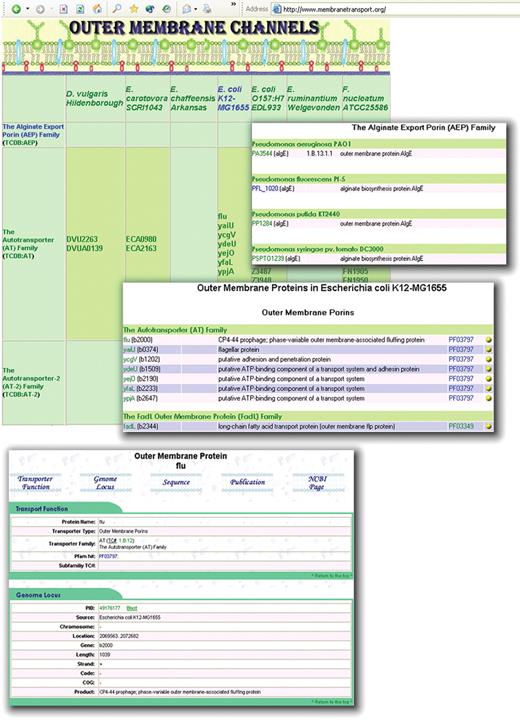 Graphic illustrations of the TransportDB web interface describing outer membrane channels. Proteins are presented in a tabular format. Each outer membrane channel has individual pages showing supporting bioinformatic evidence, protein/DNA sequence, publications and cross-referenced external links, etc. Users can also pull out a list of outer membrane channels from a specific organism, or a list of proteins from a specific family in all organisms.