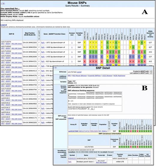 SNP searches and displays: (A) A partial screen shot showing 18 lines (of 565) returned after searching MGI SNP data for SNPs for the gene Fgf1. (B) Details of one of the SNPs for Fgf1.