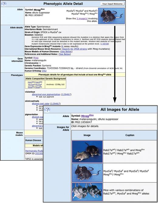 Images of phenotypic genotypes of mice: images are being incorporated into the allele detail page for phenotypic mutants. While these currently are limited to external visible phenotypes of whole mice, in the future other relevant images such as histological or microscopic or whole animal imaging will be available. This example shows the Mregdsu allele record and its associated thumbnail image, with links to all images currently available for this mutation.