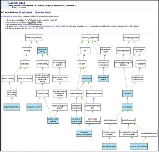 GO annotations as graphs: we provide a tabular presentation of GO information as well as a computationally generated text form of GO annotations. A new format is now available for users to visualize these data graphically. Here, a graphical view is presented for GO annotations to the Slc13a1 gene.