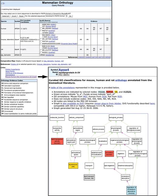 Enhanced orthology reports and comparative graphs: orthology pages now display nucleotide and protein sequences representative of the gene orthologs. These can be downloaded in FASTA format or forwarded to the MouseBLAST tool. A new mouse–human–rat comparative GO graph allows users to see similarities and differences in gene function as annotated by the respective species databases for the ortholog group being viewed. Here an example of the Apoa4 gene is shown.