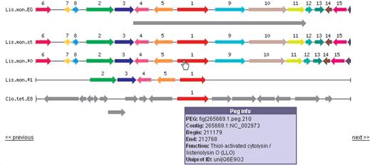 Compare regions shows a graphical display of homologous chromosomal regions that opens showing the five genomes with the highest score, based on similar proteins in this region, and phylogenetic distance. The display is centered on this focus PEG, which is shown in red and numbered 1. Sets of homologous genes share a color and a numerical label, which are ordered by frequency of co-localization with the focus PEG. The size of the region and the number of genomes may be reset. Clicking on any arrow in the display will refocus the comparison on that gene. The focus PEG always points to the right, even if it is located on the minus strand. The next and previous links allow you to walk the contig. This example shows a large, gray, pathogenecity island annotated in one strain of L.monocytogenes at the top, while at the bottom, Clostridium tetani shares only a homologous cytolysin with the Listeria. The gray proteins in the region of the C.tetani cytolysin are not homologous with the listerial proteins. The Listeria strain that seems to be lacking proteins represents the full length of a very short contig.