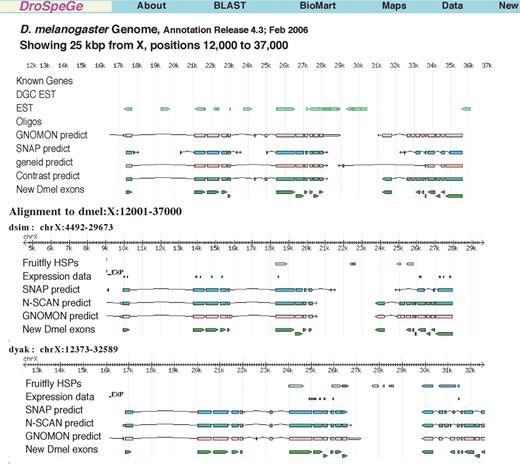 Aligned genomes view of new D.melanogaster gene locations on X chromosome, on D.melanogaster, Drosophila simulans and Drosophila yakuba, identified with cross-species comparison of coding exons, from DroSpeGe/data/dmel-dspp/newgenes. Several gene predictors match these common coding exons. Additional evidence from EST, protein HSP matches and gene expression data corroborate the new genes. Genomes with orthologous gene predictions not shown, but viewable at DroSpeGe maps, include Dsec, Dere, Dana, Dpse and Dmoj.
