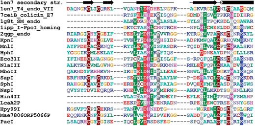 Sequence alignment of representative Type II REases from all subfamilies of the HNH superfamily. Sequences of REases are preceded with sequences of several proteins from this superfamily with solved crystal structures and with typical secondary structure representation (of 1en7 T4 endonuclease VII). Amino acids are colored according to physico-chemical properties of their side chains (negatively charged: red; positively charged: blue, violet; hydrophilic: gray; hydrophobic: green, magenta, yellow). Residues with more than 50% sequence conservation are shaded.