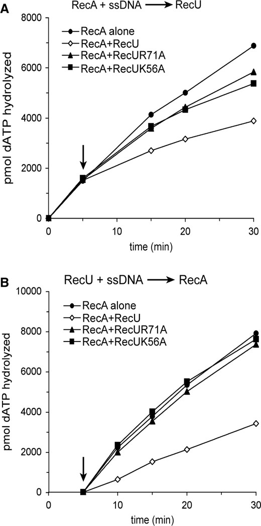 Effect of RecUK56A or RecUR71A on RecA catalyzed dATP hydrolysis. Circular ssDNA (10 μM) was preincubated with RecA (1.3 μM, in (A)) or with RecU variants (200 nM, in (B)) in buffer A containing 2 mM dATP for 5 min at 37°C. Then an RecU variant was added to RecA (A) or RecA was added to the RecU variants (B), and the reaction mixtures were incubated for further 25 min at 37°C. Aliquots were taken and the extent of RecA catalyzed hydrolysis of dATP is shown in pmols. The arrow indicates the addition of the second protein. Values are averages of four independent experiments.