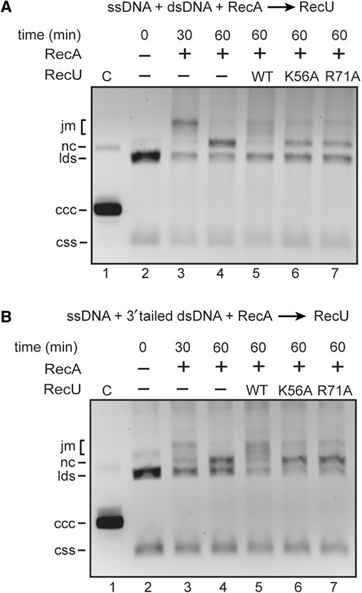 Effect of RecUK56A or RecUR71A on RecA-mediated DNA strand exchange. (A) Circular ssDNA (10 μM) and homologous linear dsDNA (20 μM) were incubated with RecA (1.3 μM) in buffer A containing 10 mM MgOAc2 and 2 mM dATP for 30 min at 37°C. Then a RecU variant (200 nM) was added, and the reaction mixture was incubated for further 30 min at 37°C. After deproteinization, the reaction mixtures were analyzed by 0.8% agarose gel electrophoresis. In lane 3, the reaction was stopped after the first 30 min of incubation as indicated. (B) The same experiment was performed with circular ssDNA and homologous 3′-tailed dsDNA. C, partially nicked dsDNA; css, circular ssDNA; lds, linear dsDNA; nc, nicked circular DNA; jm, joint molecules; ccc, covalently closed circular DNA.