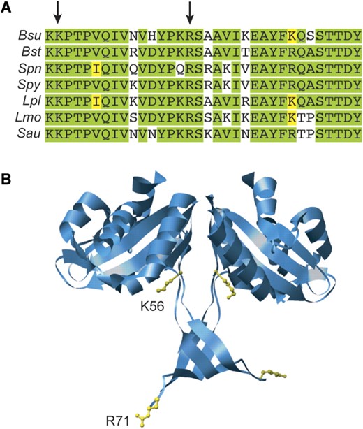 Conservation of mutated residues and their localization in the RecUBst X-ray structure. (A) sequence alignment of the tail region from several RecU proteins from Firmicutes. Bsu, B. subtilis; Bst, B. stearotermophilus; Spn, Streptococcus pneumoniae; Spy, S. pyo-genes; Lpl, Lactobacillus plantarum; Lmo, Lysteria monocitogenes; Sau, Staphylococcus aureus. The tail region comprises residues 56–89 in RecU (PDB: 1ZP7). Arrows indicate the mutated residues. Identical residues are highlighted in green and conserved residues in yellow. (B) localization of mutated residues in the X-ray structure of RecUBst (PDB: 1Y1O, Osipiuk,J., Li,H., Moy,S., Collart,F. and Joachmiak,A., deposited in 2004). Residues are localized in the structure of RecUBst whose tail region could be resolved, although residue numbers correspond to the RecU protein.