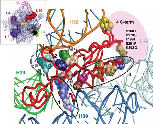 Localization of the L10 mutations identified in this study. Insert shows the ‘crown view’, and the general location of L10 relative to other salient features of the large subunit. Large picture shows the L10 mutants mapped onto the structure of yeast L10 taken from ( 2 ). The four spatially defined groups of L10 mutants are circled and labeled, where group 1 represents those located at the N-terminus of the protein. Group 4, indicated by the pink circle, map to the structurally undefined C-terminal region of yeast L10. Neighboring 25S rRNA helical structures are indicated, and GAC indicates the GTPase-associated center of the large subunit.