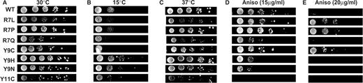 Genetic phenotypes of the L10 N-terminal hook mutants. Ten-fold dilutions of cells harboring the indicated rpl10 alleles were spotted onto complete synthetic medium lacking histidine (-his), and were incubated at the indicated temperatures (three left panels). In the two right panels, cells were spotted onto -his medium containing the indicated concentrations of anisomycin.