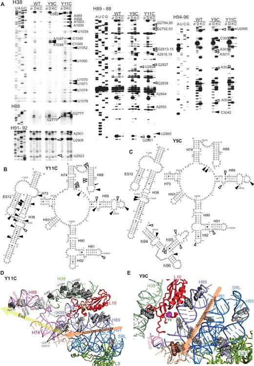 Structure probing of wild-type and mutant ribosomes. ( A ) Autoradiograms of reverse transcriptase primer extension reactions spanning sequences in helix 38 and expansion segment 12, helices 88–92 and helices 94–96. Sequencing reactions (left sides of panels) are labeled corresponding to the rRNA sense strand. Mutants are indicated at top, and bases with altered chemical protection patterns are indicated to the left. Atop each panel lane, ø indicates untreated ribosomes, D is DMS, C denotes CMCT and K stands for kethoxal. Open arrowheads indicate bases that are hyperprotected from chemical attack relative to wild-type, and filled arrowheads denote bases that are more susceptible to chemical attack. The black arrow at C2775 denotes increased in-line cleavage at this site in the Y11C mutant. Yeast 25S rRNA base numbering is used throughout. ( B and C ) Localization of bases in yeast 25S rRNA whose modification patterns were affected by the Y11C (B) and Y9C (C) mutants. Protected and deprotected bases are indicated by open and filled arrowheads, respectively, and the arrow at C2775 shows enhanced in-line cleavage. ( D and E ) rRNA protection data mapped onto the yeast large subunit crystal structure threaded into that of H. marismortui ( 2 ). Base numbering follows the S. cerevisiae sequence shown in (B) and (C). Hyperprotected bases are colored gray, and deprotected bases are shown in black. In panel E, A2818 ( E. coli A2451) is colored dark ochre. The path taken by the 3′ end of aa-tRNA as it accommodates into the large subunit is denoted by the orange arrows, while the path it takes out of the peptidyltransferase center is traced by the green arrow in (D).