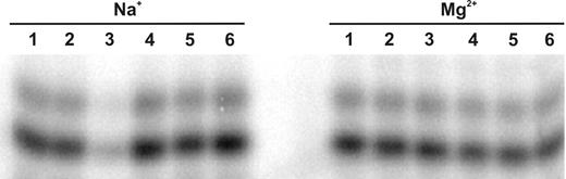 Multiple annealing conditions resulting in similar EMSA distributions. In the presence of monovalents alone (50 mM NaCl) or in the presence of divalents (12 mM MgCl2) 32P-labeled ribozyme (fully synthetic 2′-O-methyl construct used for mass spectrometry analysis) was subjected to the following annealing protocols: (1) 25°C for 20 min; (2) 70°C, 2 min, 25°C, 20 min; (3) 90°C, 2 min, 25°C 20 min; (4) 90°C, 2 min, 70°C, 2 min, 65°C, 2 min, 25°C, 20 min; (5) 90°C, 2 min, 25°C, 10 min repeated three times, then 70°C, 2 min, 25°C, 10 min repeated two times; (6) 90°C, 2 min, 55°C, 30 min, 25°C, 20 min. The distribution between T and B species was then analyzed by EMSA.