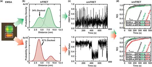 FRET characterization of EMSA separated ribozyme. (a) EMSA-based separation of fluorophore-labeled ribozyme showing differences in gel mobility and FRET (pseudo-color, green donor, red acceptor). RNA from the boxed areas was isolated as T and B species for further analysis. (b) Probability distribution of inter-fluorophore distance in the T and B species as derived by trFRET analysis, with fraction of docked material indicated. (c) Exemplary time trajectories characteristic of the sub-populations that are most enriched in the isolated T and B species. (d) The T and B species exhibit significantly different undocking kinetics in single molecule dwell-time analyses. The normalized fraction of dwell times (N) shorter than time (t) in the undocked (top) and docked states (bottom) are plotted for the isolated T (green) and B (red) species as well as the unseparated ribozyme (black). Solid gray lines indicate the multi-exponential global fits used to determine the (un)docking rate constants; the time-window corrected fraction of molecules (un)docking with the given rate constant is indicated in the table insets.