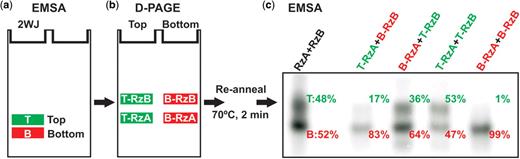 Extraordinary stability of molecular sub-populations of the hairpin ribozyme. Following EMSA separation (a) of fully in vitro transcribed ribozyme into two bands, the T and B species were further separated by D-PAGE (b) into their composite RzA and RzB strands. The four samples T-RzA, T-RzB, B-RzA and B-RzB were then annealed in all four possible combinations to refold the ribozyme, and analyzed by EMSA (c). An image of the second EMSA gel is shown with the fraction of T and B species for each lane indicated to the right of the respective band.