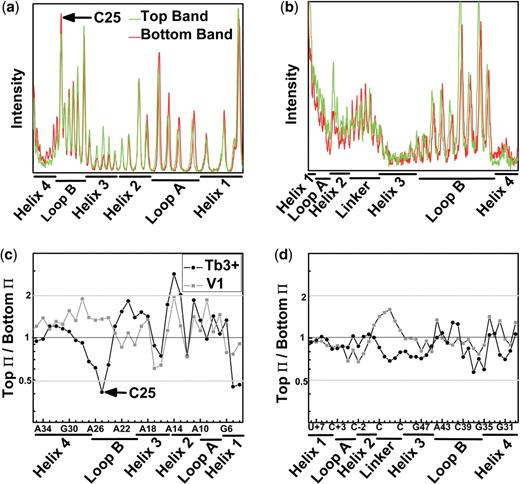 Footprinting reveals identical secondary structures in the EMSA separated ribozyme species. Profiles of the Tb3+-mediated cleavage patterns of 32P-radiolabeled strand RzA (a) and strand RzB (b). The high degree of similarity between the T (top) and B (bottom) species indicates a shared secondary structure and suggests that the two species do not arise from gross misfolding of the ribozyme. Ratio of Π values, which represent averaged and normalized fractions of cleavage relative to background, are given for strands RzA (c) and RzB (d). Values <0.5 (gray line) indicate 2-fold greater sensitivity to Tb3+ (circles) or RNase V1 (squares) induced cleavage in the B species. Values >2 (gray line) indicate an at least 2-fold greater sensitivity in the T species.