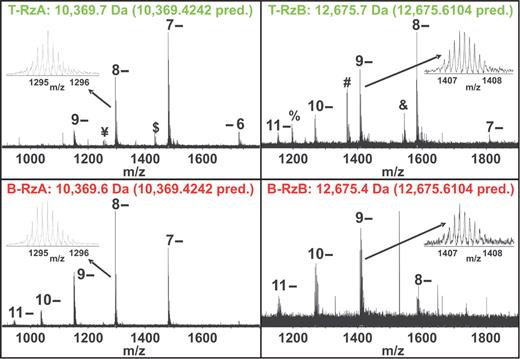 FT-ICR mass spectrometry analysis of EMSA separated ribozyme. Negative mode ESI FT-ICR mass spectra show peaks generated from intact molecular ions of both RzA and RzB at different charge states as indicated, as well as additional peaks with relatively low abundance. The insets show zoomed in spectra of the 8-charge state for the RzA strand and the 9- charge state for the RzB strand. The experimental average masses are given above the spectra and the predicted masses are indicated in parentheses. Minor peaks ¥ and $ represent the 8- and 7-charge states, respectively, of a fragment resulting from loss of a single adenosine monophosphate from the 5′-end of T-RzA; minor peak & represents the 8-charge state of a fragment resulting from loss of a single uridine from the 3′-end of T-RzB; minor peaks % and # represent the 8- and 7-charge states, respectively, of the 5′-fragment resulting from backbone cleavage between C-2 and A-1.