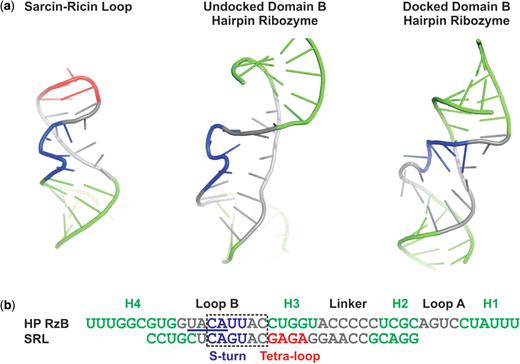 Structural and sequence homology between the sarcin–ricin loop (SRL) and loop B of the hairpin ribozyme. (a) Cartoon representations of the crystal structure of the SRL (PDB ID 1Q9A), the undocked solution structure of the isolated domain B (PDB ID 1B36) and the crystal structure of domain B after docking with domain A (PDB ID 2OUE). Structural elements are color-coded as follows; helices are green, the GAGA tetra-loop is red, and the S-turn in the SRL and the corresponding nucleotides 39–42 in loop B are blue; in the undocked domain B structure these nucleotides compose the S-turn. The S-turn observed in the docked structure is formed by an alternative sequence (nucleotides 37–40). (b) Alignment of the sequence of the RzB strand used in this study with the SRL sequence from previous EMSA assays (42). The S-turns of the undocked domain B and SRL are aligned and color-coded as in (a) for comparison, whereas the S-turn sequence in the docked domain B is underlined.
