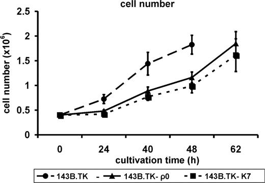Graphic documentation of the proliferation rate of the cell lines 143B.TK − K7 (dotted line), 143B.TK − ρ 0 (solid line) and 143B.TK − (dashed line) at proceeding cultivation times. The indicated values are averages of four individual measurements. The standard deviations are depicted as error bars. The ρ 0 cells exhibit a decelerated proliferation rate compared to the wild type. Time scale represents the time intervals proceeded after cell seeding.