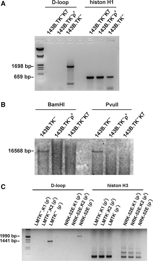 Depletion of mtDNA in different cell lines after expression of a mitochondrially targeted EcoRI. ( A ) 143B.TK − wild-type and 143B.TK − ρ 0 controls as well as the isolated 143B.TK − K7 cells were analysed by PCR using primers corresponding to the D-loop region of mtDNA additionally to primers amplifying a histon H1 of nuclear DNA. It was not possible to amplify this mtDNA region in the cell lines 143B.TK − ρ 0 and 143B.TK − K7 confirming the depletion of the mitochondrial genome in these cells. Positive amplification of histone H1 shows a sufficient amount of genomic DNA in all probes. ( B ) Southern blot analyses with these cells after digestion with BamHI or PvuII using a probe coding for mtDNA nucleotides 4831–5651 also showed the absence of mtDNA in the 143B.TK − ρ 0 and 143B.TK − K7 cells (B). ( C ) LMTK − (mouse) and NRK52E (rat) cells were treated and analysed as described above. mtDNA was undetectable in the newly established ρ 0 cell lines of mouse and rat.