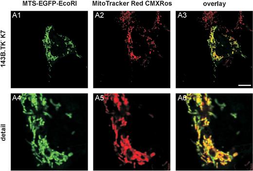 143B.TK − K7 cells were transfected with pMEE-con and analysed by confocal fluorescence microscopy. The EGFP-tagged restriction enzyme (MTS-EGFP-EcoRI, green colour, A1 and A4) co-localizes (A3 and A6) with the MitoTracker Red CMXRos stained mitochondrial network (A2 and A5). When compared to Figure 1B, the punctate appearance (‘nucleoid’ structure) of MTS-EGFP-EcoRI merged into an even-stained mitochondrial network, indicating that the interacting partner (mtDNA) of the restriction enzyme (MTS-EGFP-EcoRI) disappeared thus underlining the ρ 0 state of the cell.