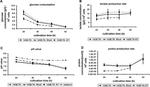 Graphic documentation of the glucose consumption ( A ), lactate production rate ( B ) and proton production rate ( C ) in pure culture medium (dash-dotted line) and the culture medium of the cell lines 143B.TK − K7 (dotted lines) 143B.TK − ρ 0 (solid lines) and 143B.TK − (dashed lines) at proceeding cultivation times standardized to 10 6 cells. The indicated values are averages of four individual measurements, respectively eight independent measurements (pH value of ρ 0 cells). The standard deviations are depicted as error bars. Time scale represents the time intervals proceeded after cell seeding. Standardized to 10 6 cells the glucose consumption as well as the lactate and proton production of the 143B.TK − K7 and 143B.TK − ρ 0 cells exceed the amounts of the 143B.TK − wild type. However, the pH value of culture medium in all determined cell lines was nearly similar. The pH value of pure medium without addition of cells shows a slight decline due to saturation of medium with CO 2 . An especial curve progression could be observed in the analysis of proton production rate where the values initially decline and then increase. It was not possible to determine the 62 h cultivation value of the wild-type cells because of extreme cell density resulting in apoptotic events.