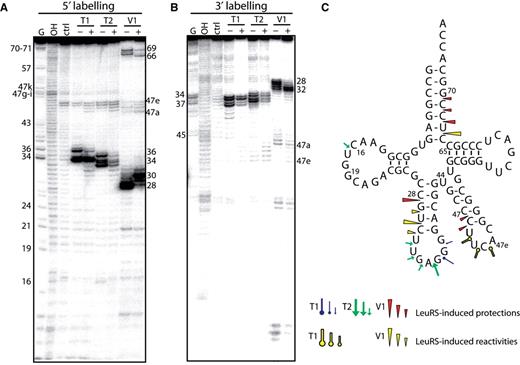 Nuclease probing of Aa tRNA LeuGAG in the free form or in complex with Aa LeuRS. tRNA LeuGAG was labeled at its 5′-end ( A ) or 3′-end ( B ). Probing was conducted in the presence (+) or absence (−) of LeuRS. OH and T1 are ladders of the tRNA under the denaturing condition; Ctrl is the control without any probe. The probes comprised RNase T1, RNase T2 and RNase V1. Numbers refer to tRNA nucleotide positions. ( C ) Cloverleaf structure of tRNA summarizing the reactivity changes observed in the tRNA following Aa LeuRS binding. The symbols and color codes for the probes are indicated in the figure. Three intensities of cuts/modifications for each probe are shown (strong, medium and moderate).
