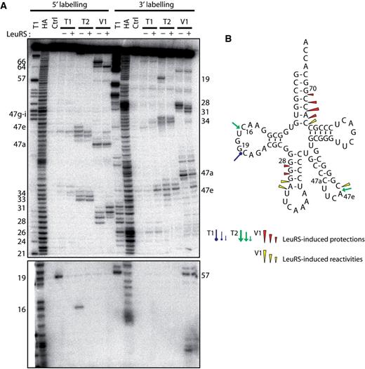 Nuclease probing of Aa tRNA LeuCAA in the free form or in complex with Aa LeuRS. ( A ) tRNA LeuCAA was labeled at its 5′-end or 3′-end. Probing was done in the presence (+) or absence (−) of LeuRS. OH and T1 are ladders of the tRNA under the denaturing condition; Ctrl is the control without any probe. The probes comprised RNase T1, RNase T2 and RNase V1. Numbers refer to tRNA nucleotide positions. ( B ) Cloverleaf structure of tRNA summarizing the reactivity changes observed in the tRNA following Aa LeuRS binding. The symbols and color codes for the probes are indicated in the figure. Three intensities of cuts/modifications for each probe are shown (strong, medium and moderate).