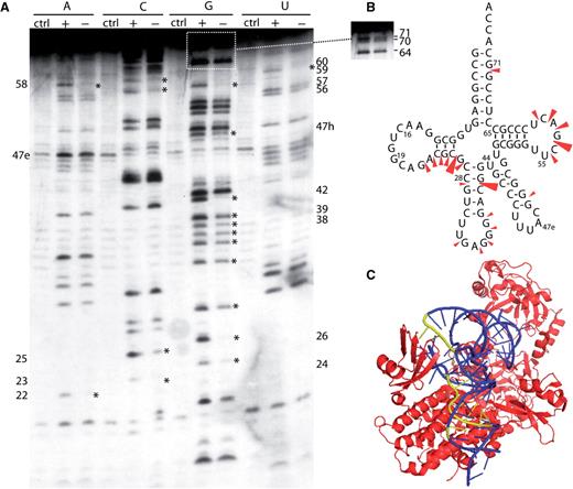 Iodine probing of Aa tRNA LeuGAG containing phosphorothioate nucleotides. ( A ) Aa tRNA LeuGAG was labeled at its 5′-end and probed in the presence (+) or absence (−) of Aa LeuRS; Ctrl is the control without iodine. ( B ) Cloverleaf structure of Aa tRNA summarizing the protections observed in the tRNA following Aa LeuRS binding. Three intensities of protections are shown. ( C ) View of the T. thermophilus LeuRS/tRNA Leu complex (2BYT) ( 10 ). The enzyme is shown in red and the tRNA is in blue. The tRNA nucleotides protected from iodine cleavage in Aa tRNA are highlighted in yellow.