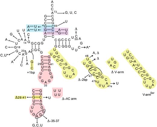 Summary of Aa tRNA Leu constructs in this study. The Aa tRNA variants are derived from Aa tRNA LeuGAG . The arrows indicate the mutation locations; bp, base pair; Δ, deletions. Colors are used for the multiple mutants, and the asterisks indicate the double mutation 19–56.