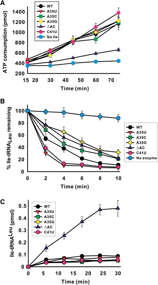 Effect of Aa tRNA LeuGAG mutations on the editing reactions of Aa LeuRS. In ( A )–( C ), different colors represent various Aa tRNA LeuGAG variants: Aa tRNA LeuGAG (wild-type), black; Aa tRNA LeuGAG (A35U), red; Aa tRNA LeuGAG (A35C), green; Aa tRNA LeuGAG (A35G), yellow; Aa tRNA LeuGAG (ΔAC), blue; and Aa tRNA LeuGAG (C41U), pink. Cyan curve shows the background rate in the ATP consumption assay in the absence of isoleucine in (A) or the spontaneous hydrolysis in the absence of the enzyme in (B). (A) ATP consumption during total editing by Aa LeuRS in the presence of 50 mM isoleucine and 5 μM Aa tRNA Leu mutant transcripts. (B) Hydrolysis of Ile-tRNA LeuGAG for Aa tRNA LeuGAG mutants by 5 nM Aa LeuRS. The spontaneous hydrolysis in the absence of the enzyme (<10%) were subtracted. (C) Isoleucylation rates of 5 μM Aa tRNA Leu mutants by 1 μM LeuRS. Data are averaged from three independent assays.