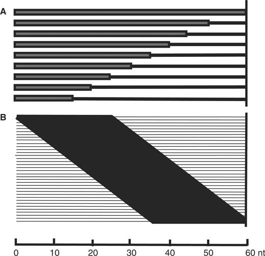 (A) MFE. The matched fragment has a starting length of 15 and extends 5 nt each time until the length reaches 50 nt (original full-length template was added as control). (B) MFS. Length of the sliding fragment is 25 nt. Matching regions are shown in black bars, while nonmatched regions are shown in lines. The sliding step is 1 nt. The positions of nonmatched were filled with a random base from A, T, C and G.