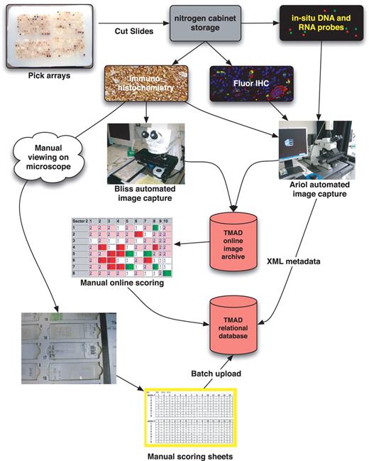 Tissue microarray workflow: using TMAD-specific microarray block(s) are selected for an experiment. Slides are cut from the tissue microarray and antibodies are used to visualize protein expression or in situ probes to visualize DNA and RNA targets. The results are imaged on bright-field or fluorescence automated microscopes with results uploaded and archived in TMAD. Pathologists may annotate and score manually or online with results saved for analysis in TMAD.