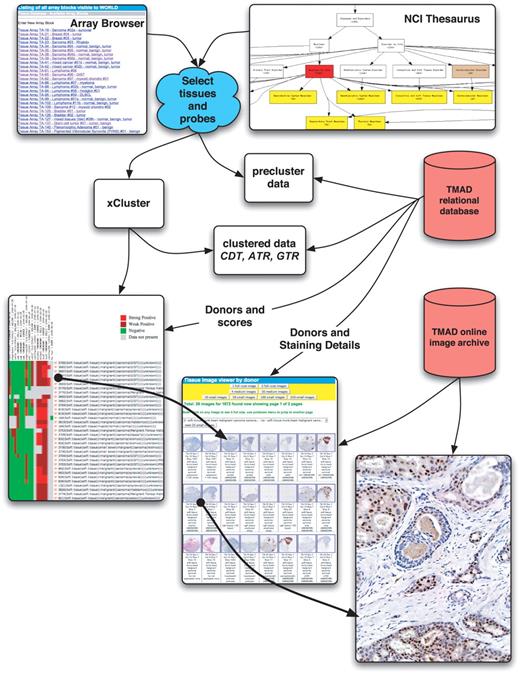 TMAD query and analysis tools: tissues and stains are selected by browsing or parametric search, replica spot scores are collapsed and intermediate files are produced for optional download. Data can be clustered, the resulting heatmap visualized and summarized with annotated thumbnail images. Full resolution tissue images are always available by clicking any thumbnail.