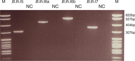 In vivo splicing of unusual group II introns in B. thuringiensis kurstaki 4D1. RT-PCR was conducted on total RNA with primers located in the flanking exons. The gel picture shows the RT-PCR products of the spliced exons (names of the products related to each intron are given on top) and the corresponding negative controls run without reverse transcriptase (lanes marked with NC). Lane M, pBR322 DNA digested with MspI (New England Biolabs), as marker. Samples were separated on a 2.8% NuSieve GTG agarose gel (Cambrex).