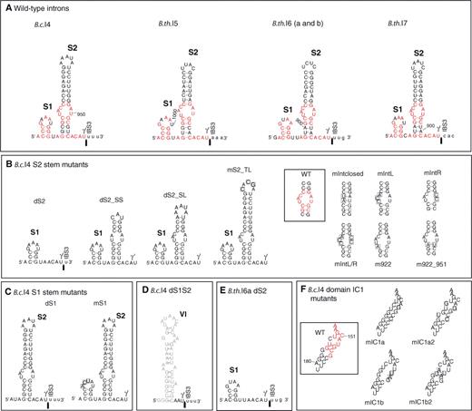 Mutational analysis of the group II introns B.c.I4 from B. cereus ATCC 10987 and B.th.I6a from B. thuringiensis kurstaki 4D1. (A) Predicted secondary structure of the extra 53/56-nt 3′ segment of B.c.I4 and the newly discovered group II introns B.th.I5, B.th.I6 (a and b) and B.th.I7, forming stems S1 and S2. Nucleotides within the 3′ extension that are identical between all four introns are colored in red. The observed 3′ splice junction is indicated by an arrow. Exon residues are in lowercase. (B) and (C) B.c.I4 constructs mutated in the S2 or S1 stem of the 56-nt 3′ extension, respectively. Substituted nucleotides are boxed. (D) B.c.I4 construct deleted of the whole 3′ extension (previously named d56; see ref. 11). Domain VI is drawn in gray. (E) B.th.I6a construct deleted of the S2 stem. (F) B.c.I4 constructs mutated in the IC1 stem of domain I. Nucleotides that are identical between all four introns are colored in red, and substituted nucleotides are boxed. WT, wild-type B.c.I4.