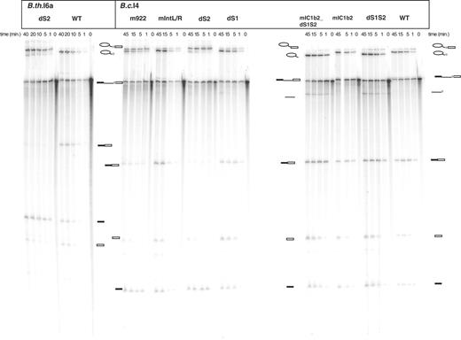 In vitro self-splicing of B.c.I4 and B.th.I6a wild-type (WT) and mutant constructs. Splicing was performed in 40 mM MOPS (pH 7.5), 500 mM (NH4)2SO4 and 100 mM MgCl2 at 47°C. Samples were separated on a 7 M urea 4% polyacrylamide gel. Schematic drawings are shown next to the bands corresponding to the different splicing products. The light gray box represents the extra 54/56-nt element. Lariat-containing products, precursor and ligated exons were identified by gel excision, and subsequent RT-PCR and sequencing. The linear intron form and free exons were determined by size. The mutants are described in Figure 4.