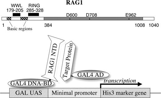 (Top) Linear representation of the mouse RAG1 protein. The central core region (384–1008) is marked in gray, with essential acidic residues. The N-terminal region (residues 1–383) includes a previously identified RING motif, several clusters of basic residues, and (in this report) the WW-like domain. (Bottom) Representation of the two-hybrid assay. The GAL4 DNA-binding domain (GAL4 DNA-BD) is fused to the RAG1 N-terminal domain (NTD) or smaller peptides. A library of target proteins is obtained with each member fused to the GAL4 activation domain (GAL4 AD). In yeast, the GAL4 DNA-BD binds to the UAS element on a reporter construct. A protein–protein interaction between a target protein and the RAG1 NTD protein positions the GAL4 AD to activate transcription of the His3 marker gene.
