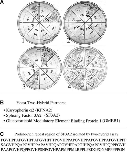 (A) Yeast two-hybrid assay. Positive interaction between the RAG1 N-terminal domain and any member of the library of fusion proteins allows growth under histidine-restrictive conditions (plates 1–3). In contrast, all cells grow on control double drop-out plates (plate 4). (B) Three proteins were isolated, including the previously known Karyopherin α2. (C) The isolated fragment of SF3A2 is shown. It is composed largely of imperfect repeats of a proline-rich heptad PPAPGVH.