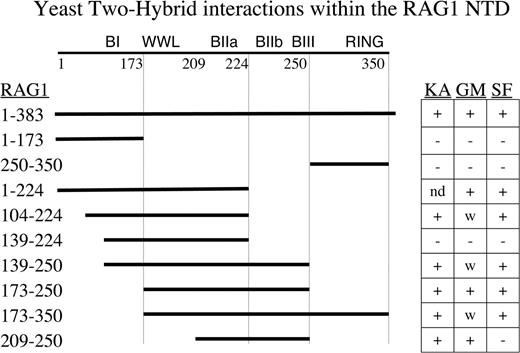 Mapping interactions within the NTD by yeast two-hybrid. Segments of RAG1 (solid lines) fused to GAL4 DNA-BD were tested with the three binding targets. Ka = KPNA2, GM = GMEB1, SF = SF3A2. (+) represents growth on histidine drop-out plates in the presence of 7.5 mM 3-AT. Weak growth (W) represents growth with 5 mM 3-AT. (–) represents no growth. ND is not determined.