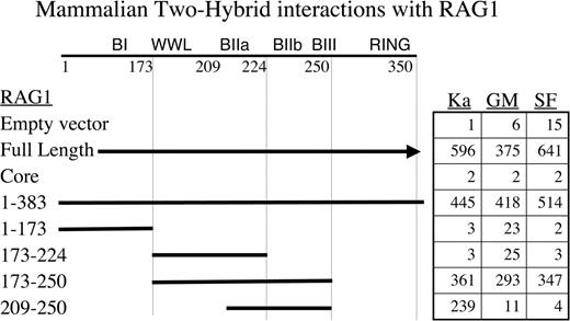 Mammalian two-hybrid results. The table presents luciferase units (in thousands). DNA-BD RAG1 fusions interact with the target proteins (as VP16 fusions) to activate a luciferase gene. Nomenclature as in Figure 3.