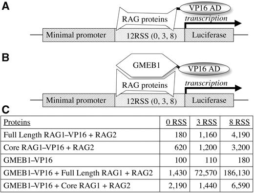 One-hybrid assay adapted to show GMEB binding to RAG proteins at the RSS. (A) The original one-hybrid assay (ref. 22). The RAG protein complex, fused to VP16, activates luciferase when bound to the 12RSS. (B) Modified one-hybrid assay is portrayed in which VP-16 is only present fused to GMEB1. Activation of luciferase requires protein–protein interaction between GMEB1 and the RAG complex on the 12RSS. (C) Luciferase activity (machine units) obtained from the listed combinations of proteins transfected into COS7 cells.