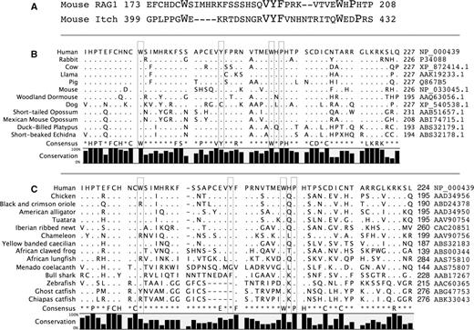 Alignments over the WW-L motif. (A) The mouse RAG1 WWL is aligned to Itch, an E3 ligase (genebank NM_008395, fourth WW domain). Residues that contribute to the definition of the WW domain are highlighted in larger type. (B) Alignment of a wide selection of representative mammals over the WWL region. (C) Alignment of selected RAG1 sequences from all vertebrates. Boxed residues in (B) and (C) correspond to the defining features in (A). Positions with a consensus that exceeds 90% are listed. Dots represent identities to the first sequence; dashes represent gaps. Genebank accession numbers for each sequence are listed on the right.