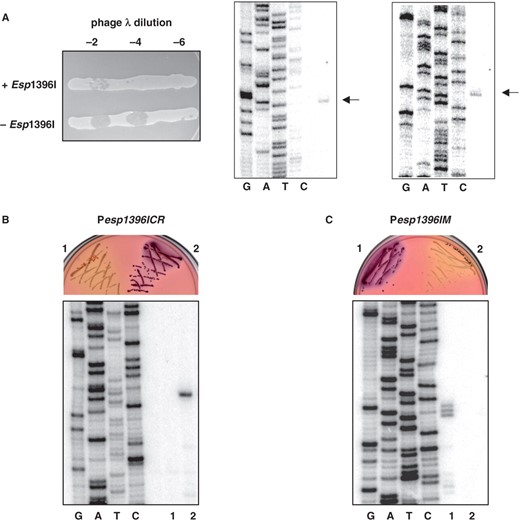 Expression of the esp1396I genes in vivo. (A) The horizontal lines on the left panel show overnight 37°C growth of E. coli cells harboring a plasmid containing the entire Esp1396I system of without such a plasmid on an LB agar plate. Cells were spotted with indicated dilutions of λ-vir phage lysate. Two panels on the right show the results of primer extension analysis carried out with RNA purified from cells harboring a plasmid containing the entire Esp1396I system with a primer specific for esp1396ICR transcription unit (middle panel) or with a esp1396IM-specific primer (right panel). Primer extension products are indicated by arrows. (B and C) Top panels shows the results of overnight 37°C growth of E. coli cells harboring esp1396ICR (B) or esp1396IM (C) promoters fused to promotorless galK in the absence (1) or presence (2) or a compatible plasmid expressing C.Esp1396I on McConkey agar plates. Bottom panels show the results of primer extension analysis of RNA purified from cells shown at the top with a galK specific primer.