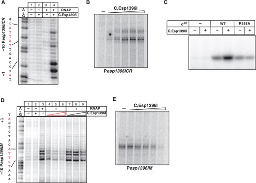 In vitro transcription from esp1396I promoters. (A) Escherichia coli RNAP σ70 holoenzyme (100 nM) was combined with DNA fragments containing 8 nM Pesp1396ICR (A–C) or Pesp1396IM (D and E) in the presence, where indicated, of C.Esp1396I, whose concentrations ranged 0 to 500 nM. In (D), a component indicated by red color was added to DNA first, following an incubation long enough to allow complex formation and subsequent addition of component indicated by black color. In (A and D), complexes were probed with KMnO4. On the left of these panels, the sequence of the relevant portion of each promoter is mapped on the A+G sequencing marker lane. In (B and E), a single-round transcription reaction was performed. In (C), abortive initiation reaction was performed using RNAP holoenzymes reconstituted with indicated σ factors. Reaction products were separated by denaturing gel electrophoreses and revealed using a Phosphorimager.