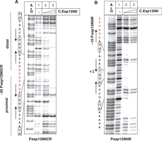 Footprinting of C.Esp1396I complexes with esp1396I promoters. A 4-fold (lane 2) or 8-fold (lane 3) excess of C.Esp1396I was combined with Pesp1396ICR (A) or Pesp1396IM (B) end-labeled DNA fragments; complexes were allowed to form and were footprinted with DNase I. On the left of each panel, the sequences of each promoter are shown along with promoter elements (red) and symmetry-related features of C.Esp1396I binding sites. In (B), only imperfect tetranucleotide repeats from a predicted second set of inverted repeats (see Figure 1) are shown at the top of the figure.