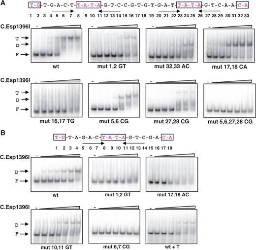 Analysis of C.Esp1396I complexes with wild-type and mutant esp1396I promoters using electrophoretic mobility shift assay. (A) The sequences of the wild-type esp1396ICR C-boxes with symmetrical elements highlighted is presented at the top of the figure. Numbers below refer to positions of nucleotides in the C-box. The gels below show the results of native gel separation of complexes formed in the absence or in the presence of increasing concentrations of C.Esp1396I using wild-type esp1396ICR and various mutants. Note on nomenclature, every mutant fragment (‘mut’) is labeled to indicate positions of the boxes substituted (i.e. 1,2 in the second gel) and the bases introduced by the mutations (GT in the second gel). (B) As in (A), but using wild-type or mutant esp1396IM DNA fragments.