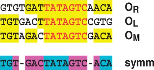 Comparison of operator sequences in Esp1396I. C.Esp1396I binding sites at the CR promoter (proximal, OR; distal, OL) and the M promoter (OM) are aligned. Indicated in yellow are the sites where at least 2/3 of the sequences are identical, seven of which (red lettering) are found in all three. A symmetrical consensus sequence is shown below, closely matching the OM site. Bases identified from the crystal structure as being involved in DNA–protein interactions are indicated in blue; other symmetrical bases likely to interact with helix 3 of the protein are shown in magenta.