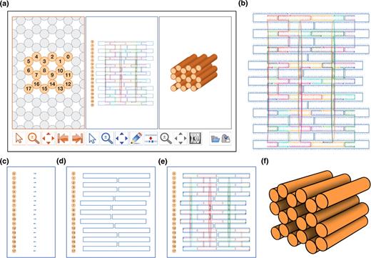 caDNAno Interface and design pipeline. ( a ) Screenshot of caDNAno interface. Left, Slice panel displays a cross-sectional view of the honeycomb lattice where helices can be added to the design. Middle, Path panel provides an interface to edit an unrolled 2D schematic of the scaffold and staple paths. Right, Render panel provides a real-time 3D model of the design. ( b ) Exported SVG schematic of example design from a, with scaffold (blue) and staple (multi-color) sequences. ( c ) Path panel snapshot during first step of the design process. Short stretches of scaffold are inserted into the Path panel as helices are added via the Slice panel. ( d ) The Path panel editing tools are used to stitch together a continuous scaffold path. ( e ) The auto-staple button is used to generate a default set of continuous staple paths, including crossovers. The breakpoint tool is subsequently used to split the staple paths into lengths between 18 and 49 bases. Finally, the scaffold sequence is applied to generate the list of staple sequences. ( f ) Exported X3D model from the Render panel.